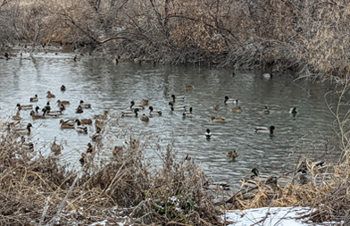 pond full of mallard ducks