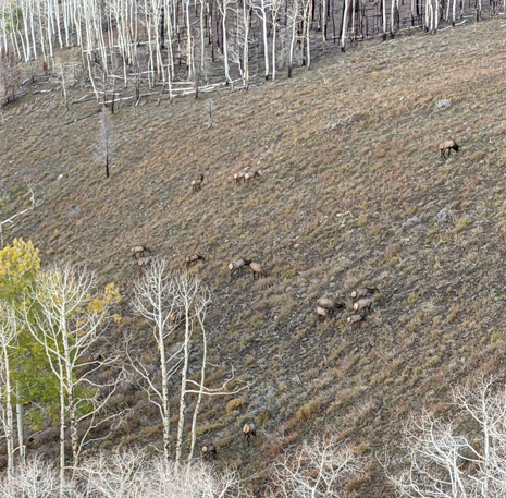 herd of elk feeding