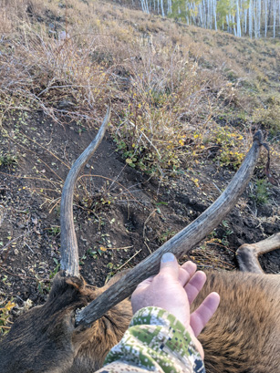 spike elk with velvet on antler