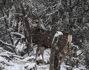 mule deer buck in the snow