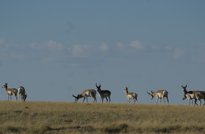 herd of antelope