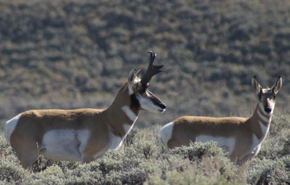 Wyoming buck antelope