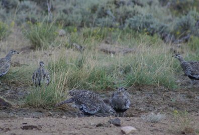 flock of sage grouse