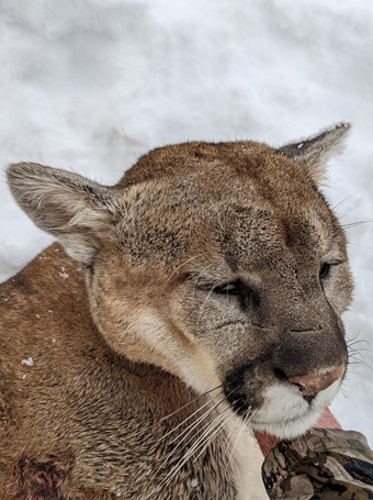 cougar had scar on face from fighting
