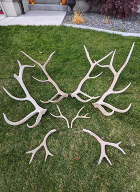 elk and deer antler sheds