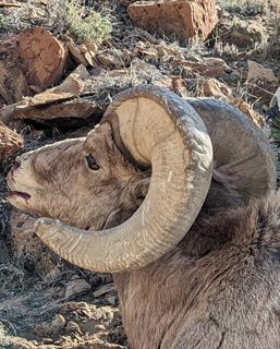 bighorn sheep ram horns