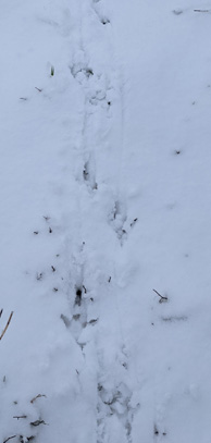 turkey tracks in snow