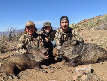 boar collared peccary, sow javelina, skunk-pig