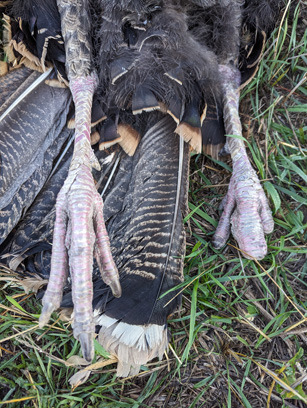 i went hunting turkeys injured foot