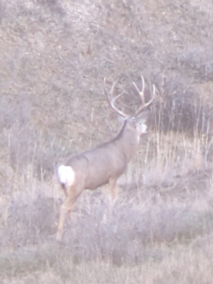 big 4 point buck deer
