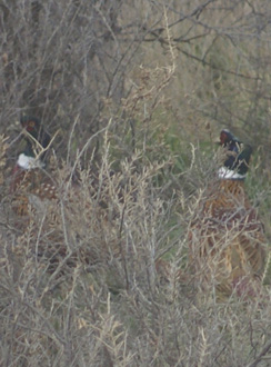 couple of rooster pheasants
