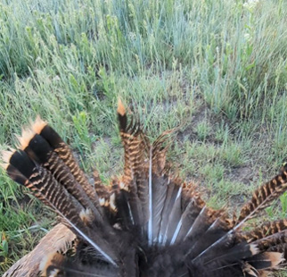 turkey tail fan