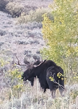 shiras bull moose