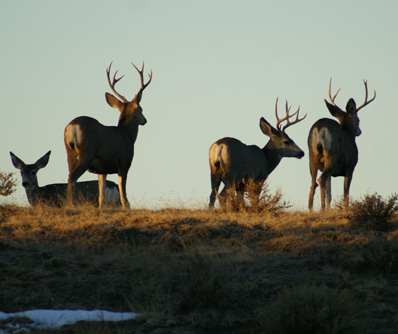 wyoming deer hunt, herd of mule deer bucks