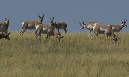herd of pronghorn antelope bucks and does