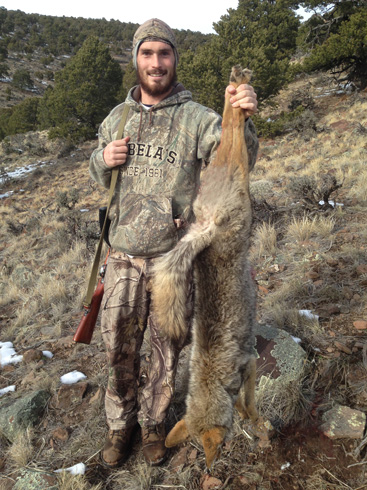 coyote hunting, big male