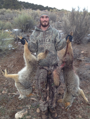 pair of coyotes while hunting
