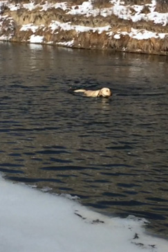 yellow lab retrieving duck in the river