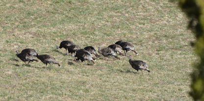 flock of turkeys