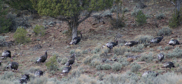 flock of turkeys