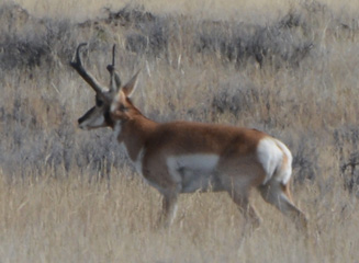 Wyoming antelope hunt, big buck