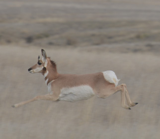 i went hunting antelope, Wyoming antelope hunt, buck running