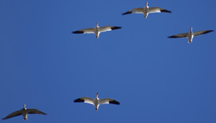 snow geese flying overhead, snow goose hunt