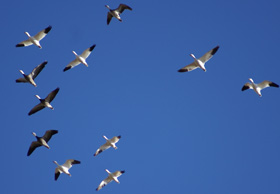 Snow geese flying over head