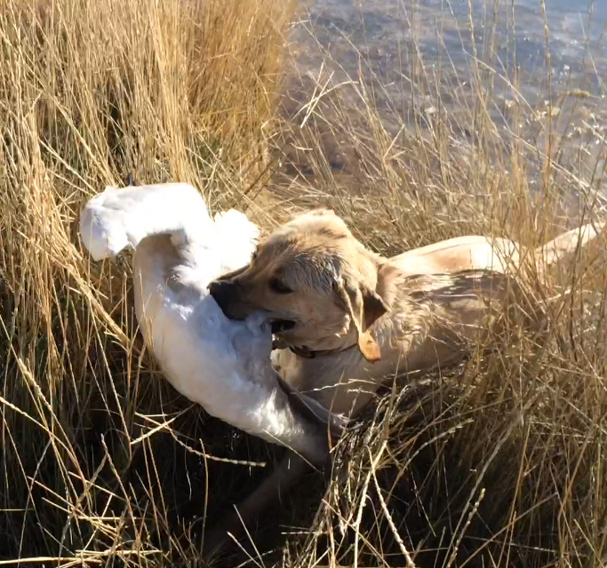 labrador retriever with tundra swan