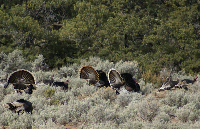 turkeys strutting with tails fanned and tail fan