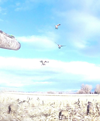 geese landing in decoys, feet down, wings cupped