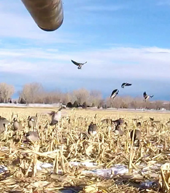 geese landing in decoys feet down wings cupped