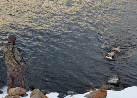 labrador retriever, retrieving ducks from the river