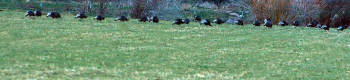 fall turkey hunt, parade line of turkeys in clearing