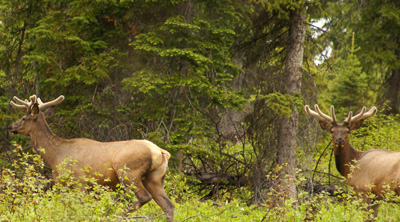 bull elk in the velvet