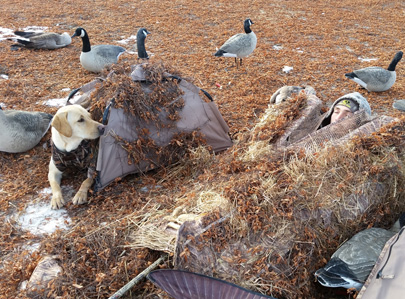 goose hunting in layout blind