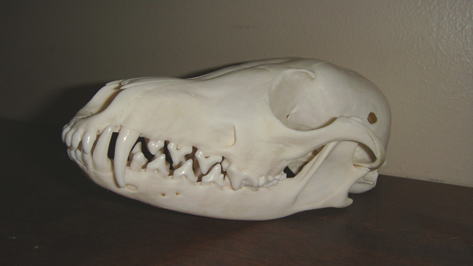 skull bleaching, fox skull