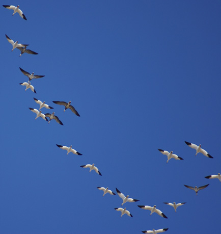 snow geese, blue geese, ross's geese