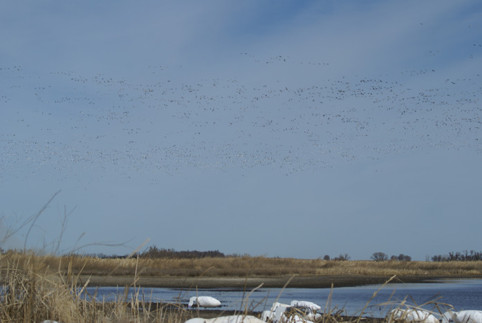 thousands of migrating snow geese