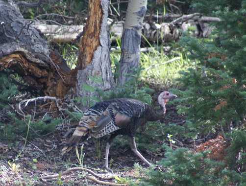 spring turkey hunt, tom gobbler in forest