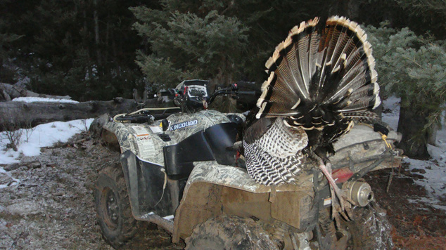 spring turkey hunt utah, turkey on 4 wheeler
