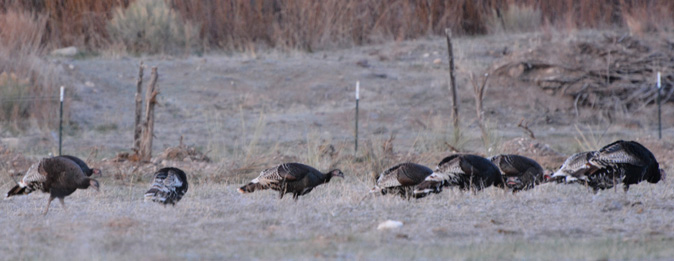 turkeys feeding into the open