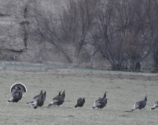 turkeys after the flydown
