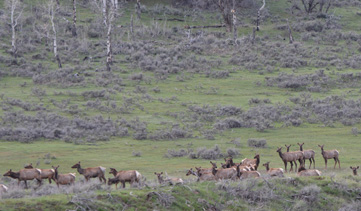turkey hunt scouting, herd of elk