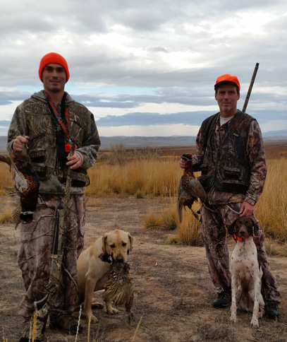pheasant hunting, roosters