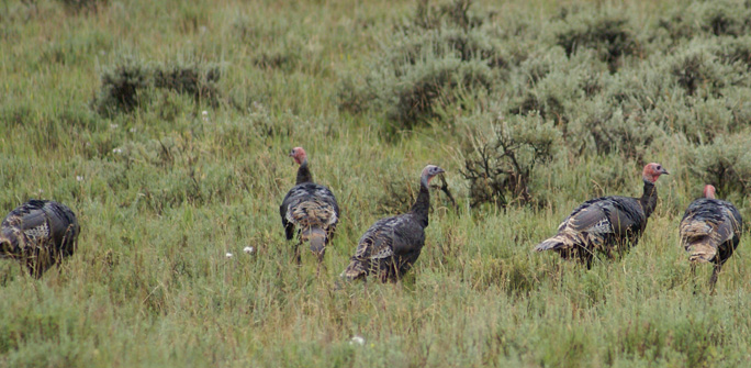 fall turkey hunt, tom gobblers hens