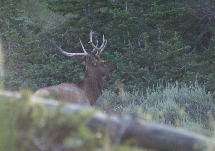 archery hunting elk, 4 point bull elk, four point bull elk