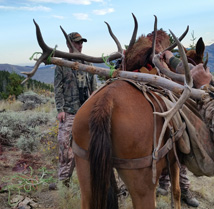 Packing out bull elk on horse