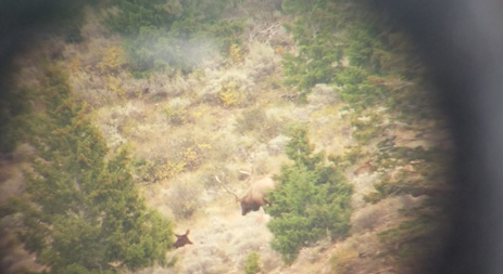 6 point bull elk through spotting scope six point bull elk