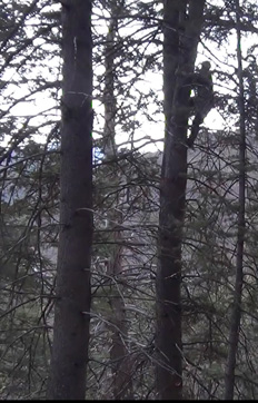 Retrieving mountain lion from tree